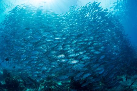 Острова Сипадан - Мабул - Капалай