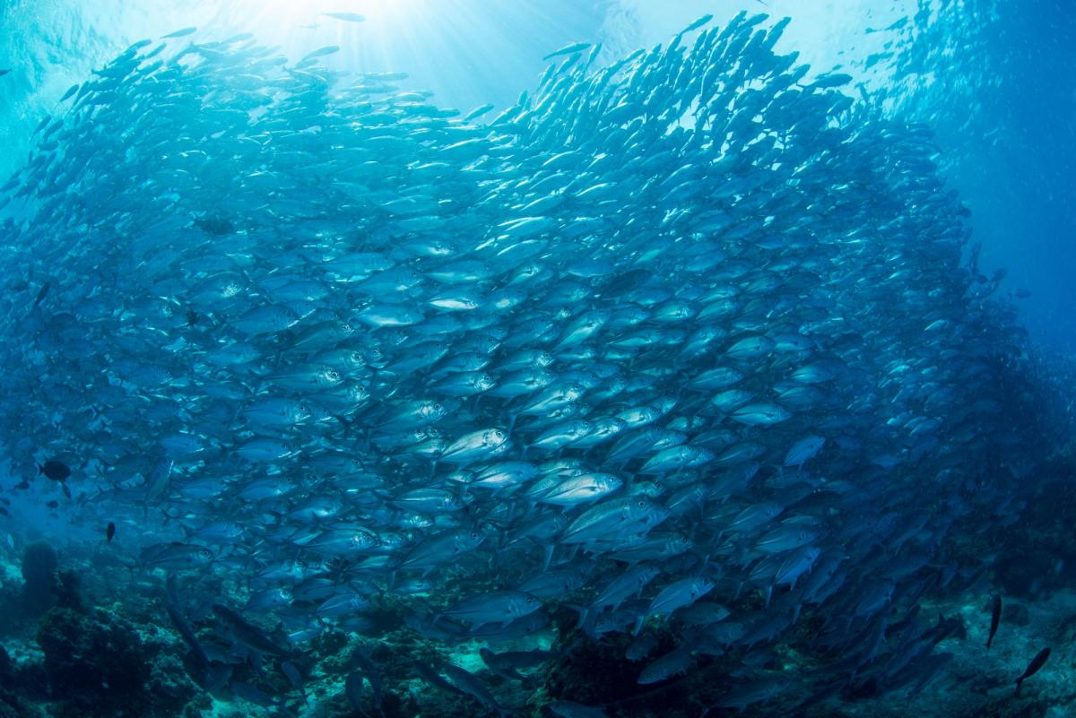 Острова Сипадан - Мабул - Капалай