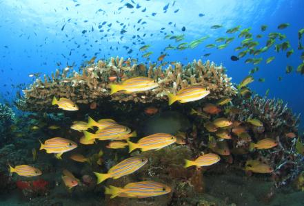 Острова Сипадан - Мабул - Капалай