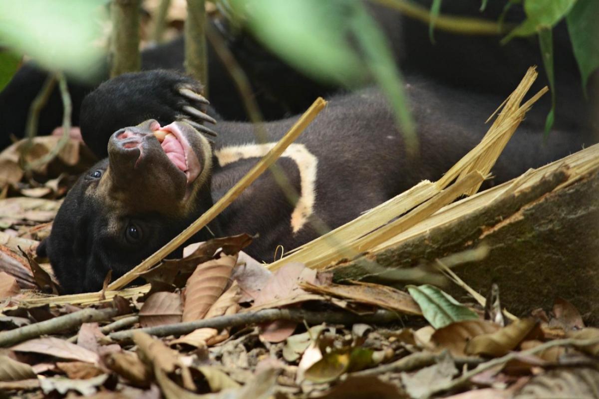 Острова Сипадан - Мабул - Капалай
