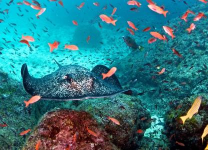 Остров Кокос (10 ночей)