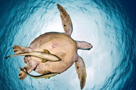 Южные атоллы (7 ночей)