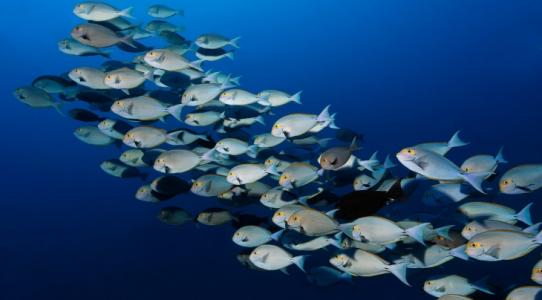 Южные атоллы (7 ночей)