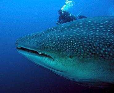 Море Кортеса (5 ночей)