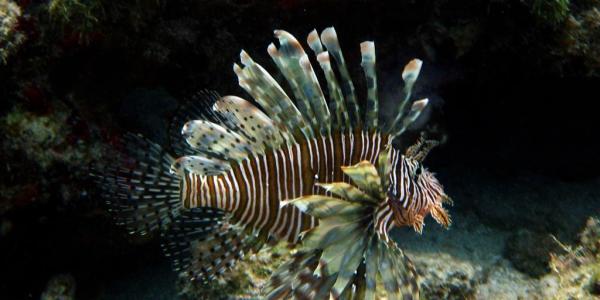 Бразерс, Дедалус, Эльфинстоун (Порт Галиб - Порт Галиб)