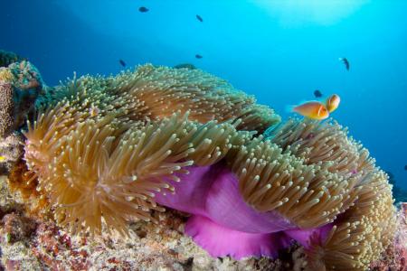 Острова Палау (7 ночей)