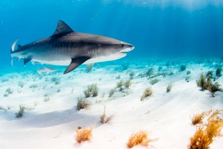 Восточное побережье Большого Багама и Тайгер Бич 