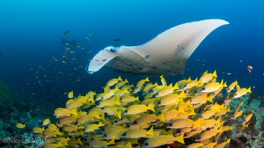 Центральные атоллы Мальдивских островов (7 ночей)