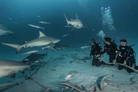 Сеноты Юкатана, Косумель и погружения с бычьими акулами </br> (9 ночей)