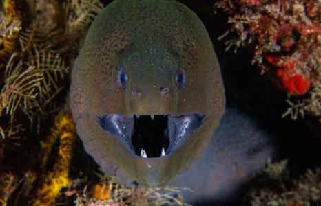 Дайвинг на Занзибаре (7 ночей)