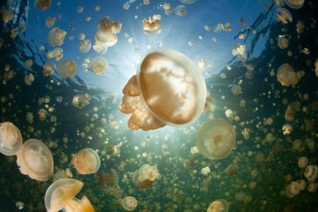 Острова Палау (7 ночей)