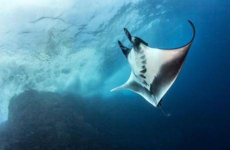 Остров Сокорро (10 ночей)