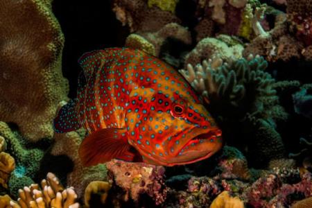 Роки, Забаргад, Сент Джонс (Порт  Галиб - Порт Галиб)