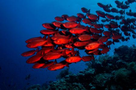 Роки, Забаргад, Сент Джонс (Порт  Галиб - Порт Галиб)