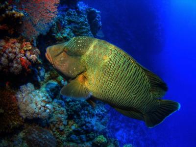 Роки - Забаргад - Сент Джонс </br> (Порт Галиб - Порт Галиб)