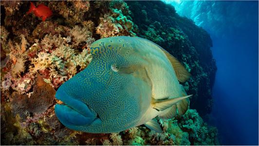 Север и острова Бразерс </br>(7 ночей)