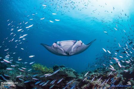 Центральные атоллы </br>(7 ночей)