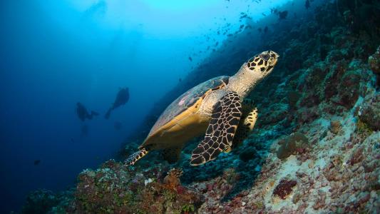 Центральные атоллы </br>(10 ночей)