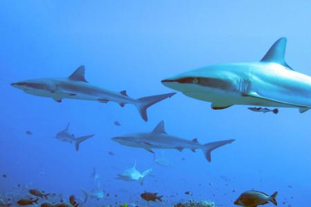 Архипелаг Туамоту (14 ночей)