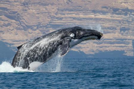 Острова Халланьят (7 ночей)