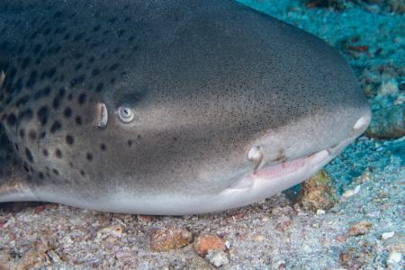 Острова Дайманиат (7 ночей)