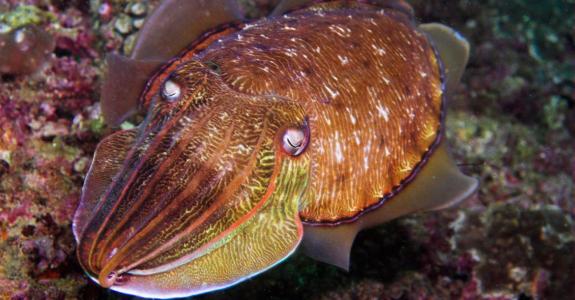 Острова Дайманиат (7 ночей)