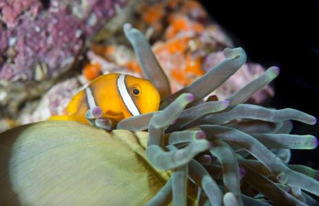 Острова Халланьят (11 ночей)