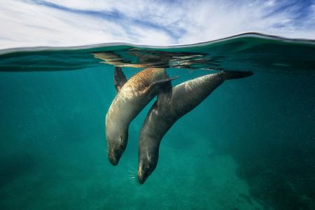Галапагосские острова </br>(7 ночей)