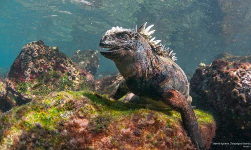 Галапагосские острова </br>(7 ночей)