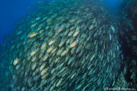 Острова Палау: специальный маршрут в новолуние (7 ночей)