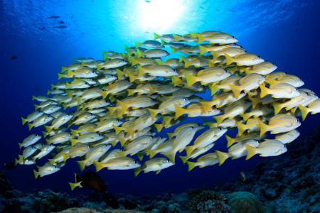 Острова Палау: специальный маршрут в полнолуние (7 ночей)