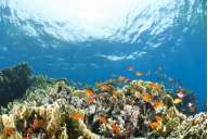 Север и острова Бразерс (Хургада - Хургада)