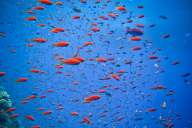 Бразерс - Дедалус - Эльфинстоун (7 ночей)