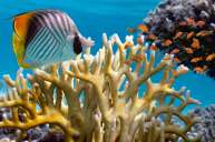 Рас Мохаммед + Острова Бразерс (7 ночей)