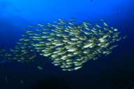 Острова Палау (10 ночей)