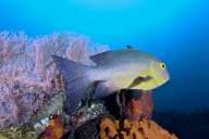 Эксума и юго-восточный Эльютера (6 ночей)