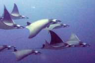 Комодо (7 ночей)