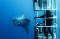 Большие белые акулы острова Гуадалупе (5 ночей)