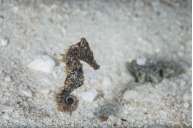 Комодо - Восточный Флорес </br>(11 ночей)