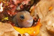 Амбон – Банда Неира – Амбон</br>(9 ночей)