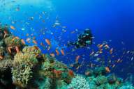 Бразерс - Дедалус - Эльфинстоун (Хургада - Хургада)