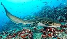 Острова Дайманиат (7 ночей)