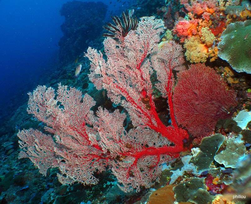 Риф Туббатаха (6 ночей)