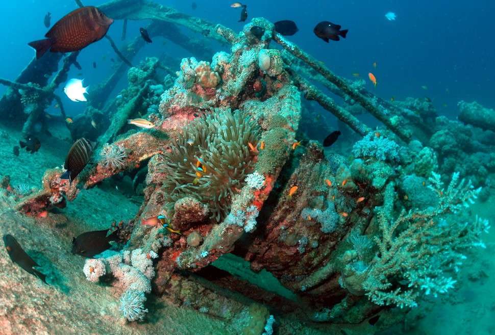 Рифы и рэки севера Красного моря (Хургада - Хургада)