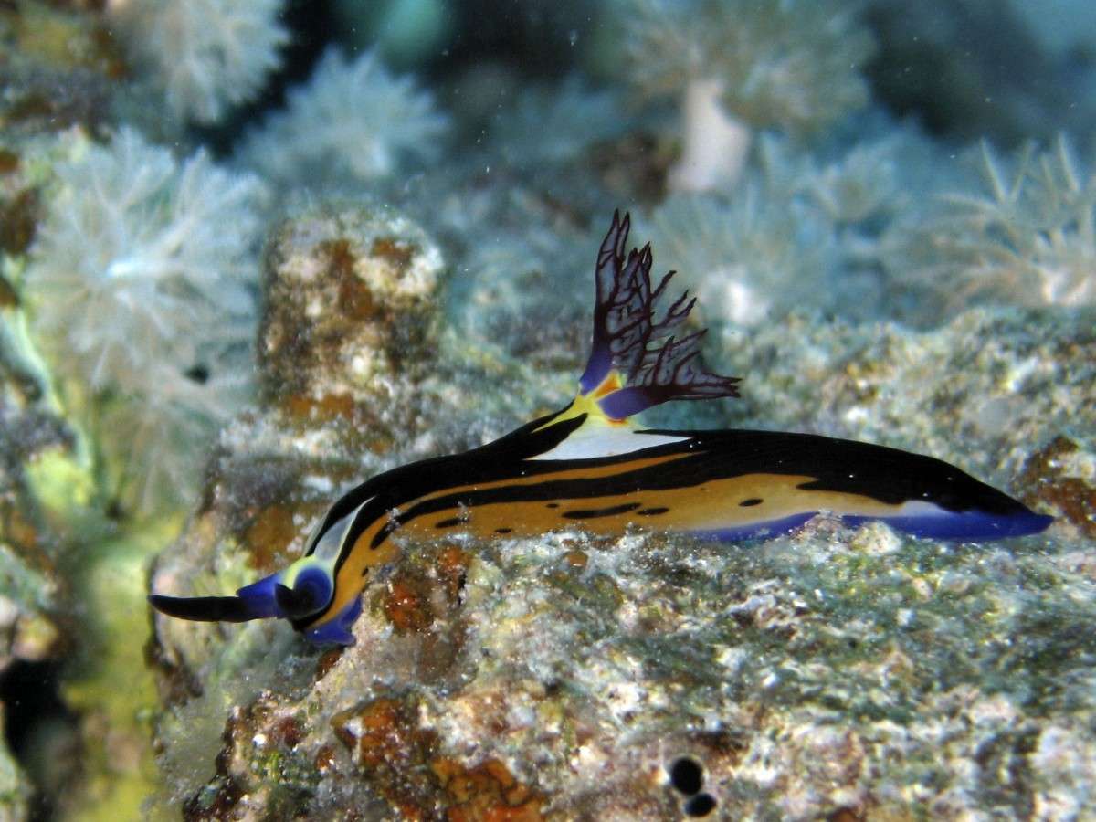 Дальний юг - Сент Джонс (Порт Галиб - Порт Галиб)