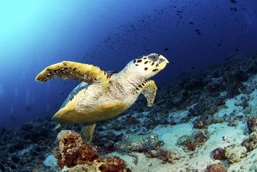 Центральные атоллы Мальдив (7 ночей)