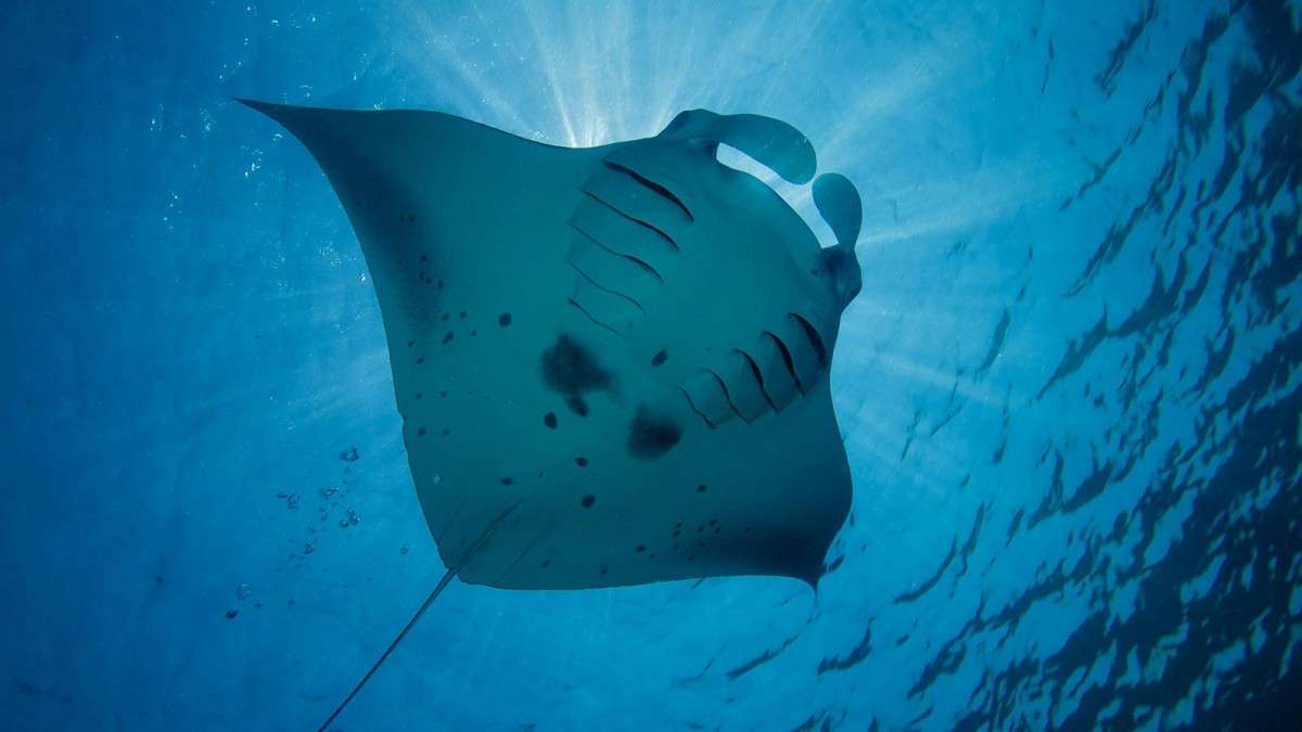 Южные атоллы (7 ночей)