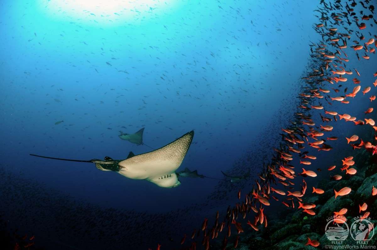 Галапагосские острова </br>(7 ночей)