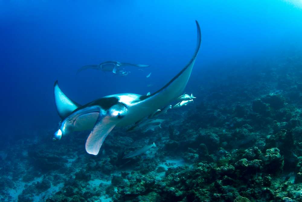 Классические Мальдивы </br>(7 ночей)