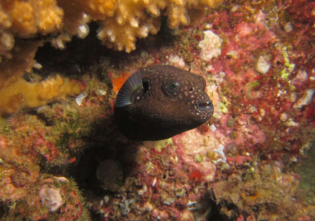 Море Кортеса (6 ночей)